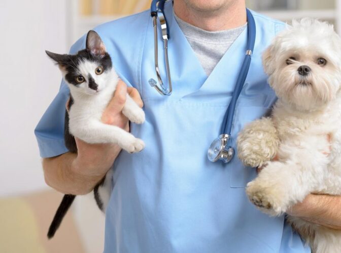 pet-pors-15-scaled-672×500-1