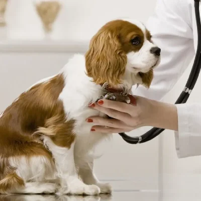 the-best-veterinary-clinics-in-shiraz