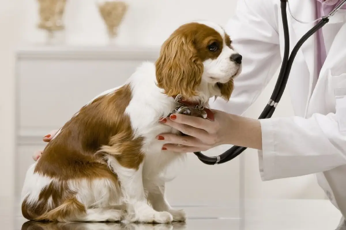 the-best-veterinary-clinics-in-shiraz